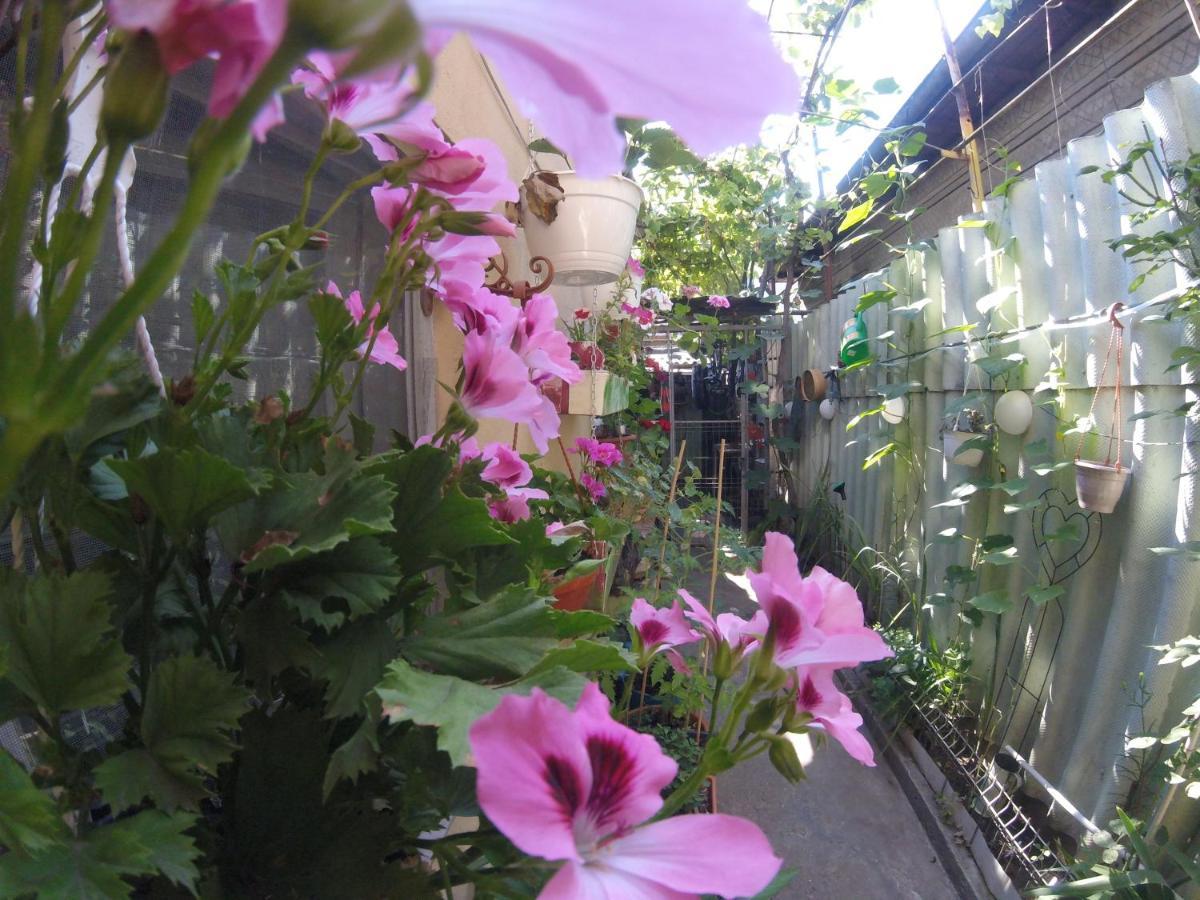 Casa Milly Constanta Apartman Kültér fotó